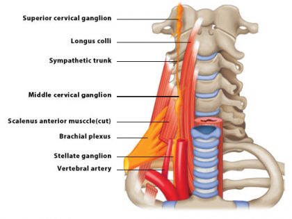 stellate ganglion block v2 web 1