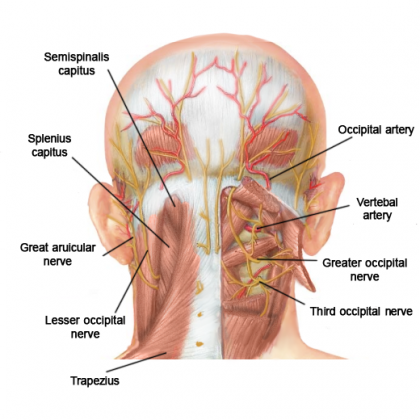 occipital nerve label