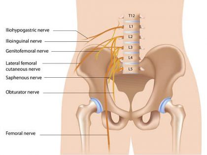 inguinal nerve opt 1