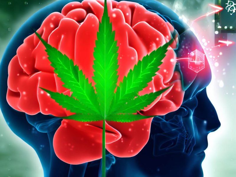 Brain and cannabis