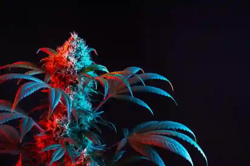 cannabis2