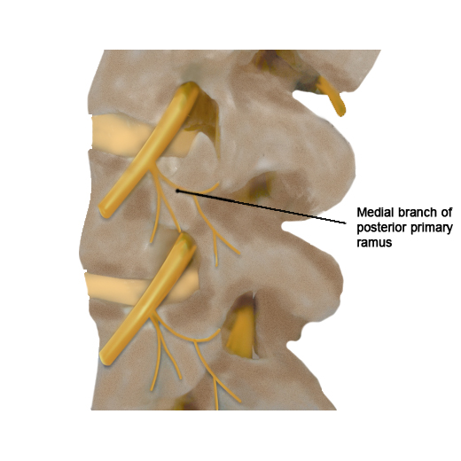 lumbar MBBs anatomy label