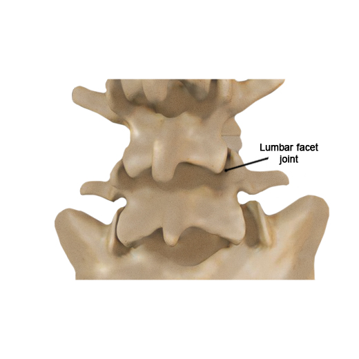 lumbar facet joint label