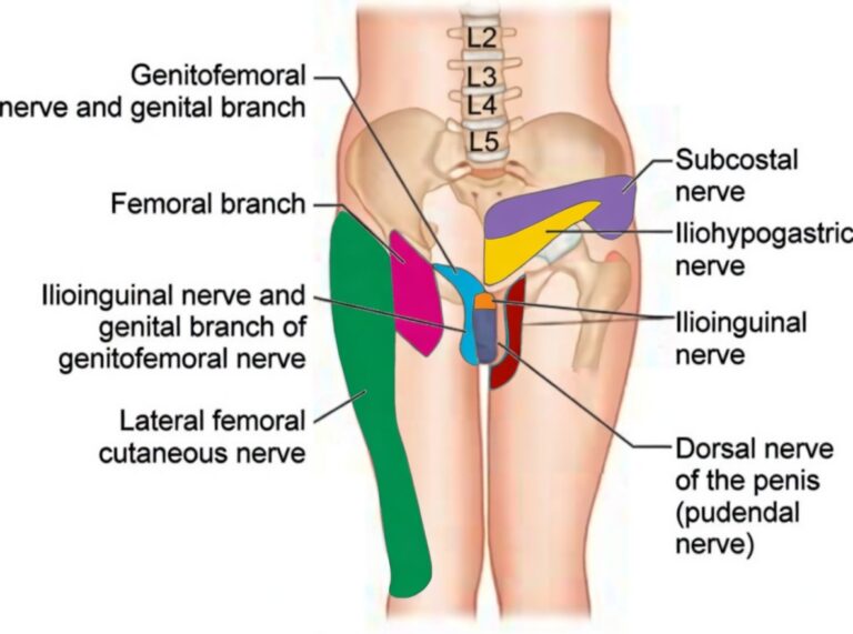 Nerve distribution