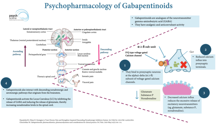 Psychopharmacology of Gabapentinoids Pregablin and Gabapentin
