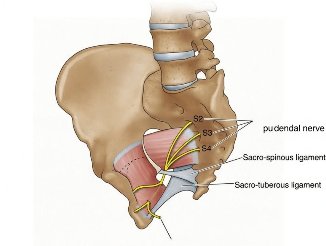 Pudendal nerve