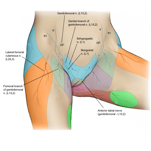 inguinal nerve supply